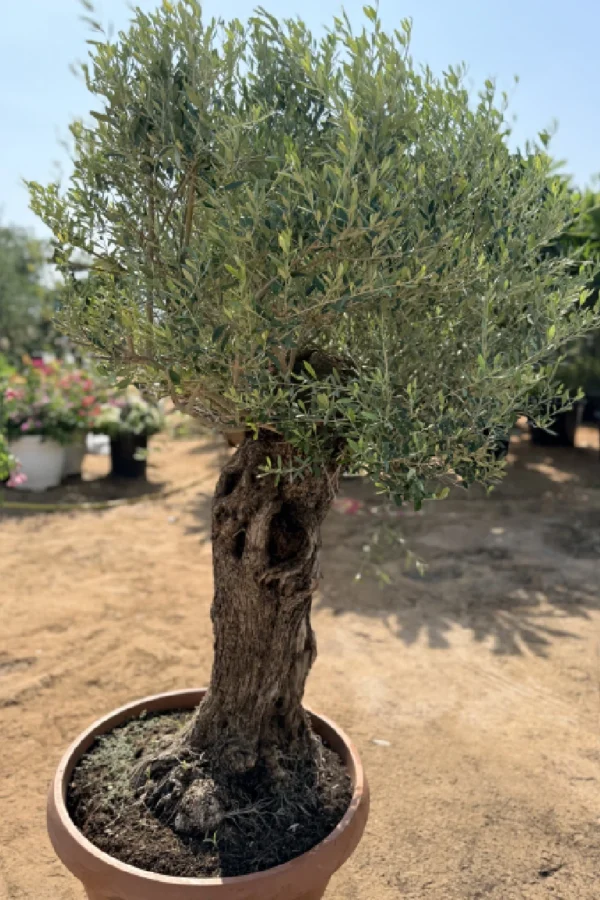 Olea Spain - Olive Tree Thick Trunk