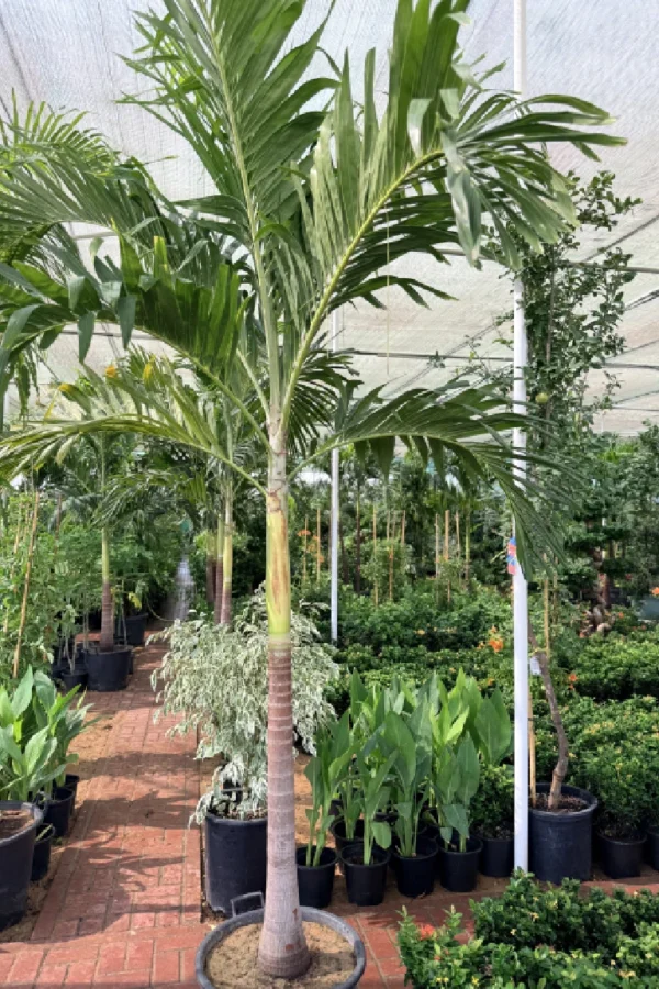 Vietchia Palm Tree