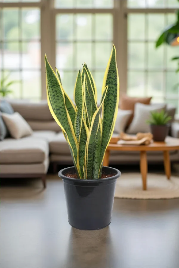 Snake Plant Indoor