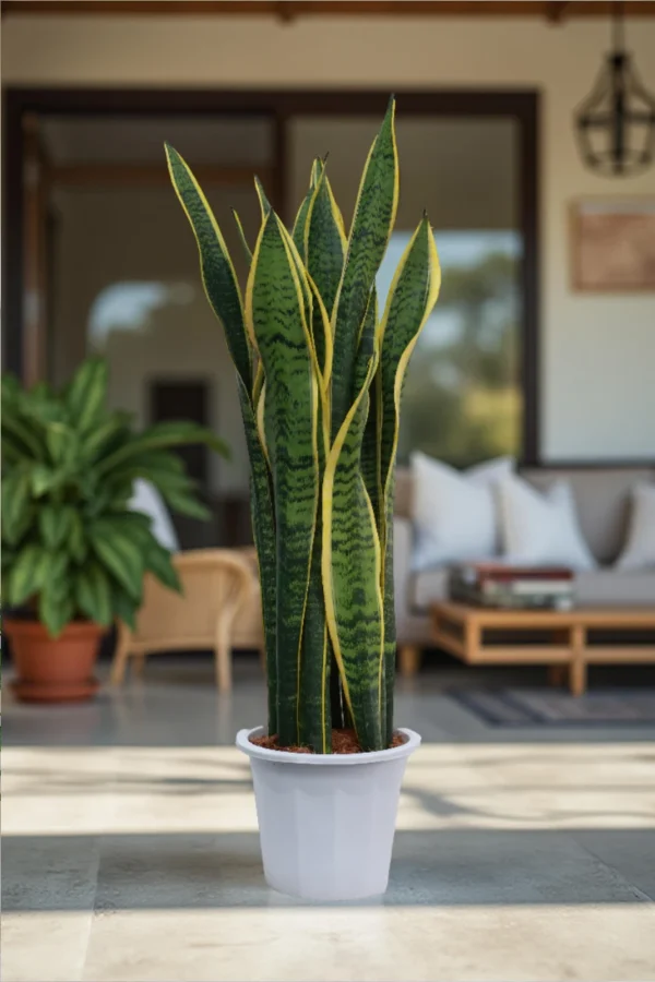 Snake Plant Outdoor